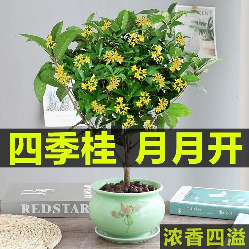 桂花树苗盆栽植物室内外花卉四季开花浓香好养阳台小绿植盆景月桂