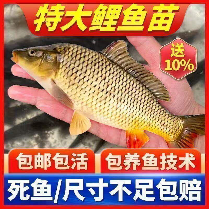 大品种鲤鱼苗建鲤丰鲤鱼稻田鲤淡水养殖草鱼苗大种工程鲫鱼苗包活
