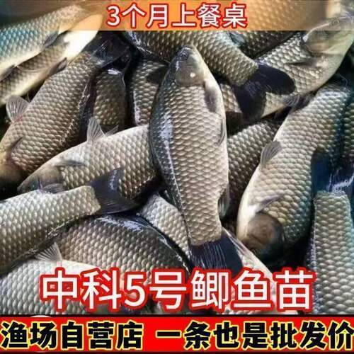 正宗中科五号鲫鱼苗工程鲫鱼淡水养殖草鱼苗鲤鱼花鲢包活