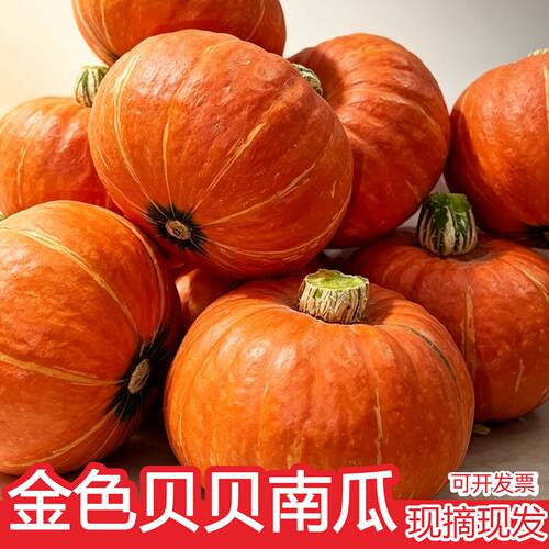 贝贝南瓜粉糯香甜正宗宝宝