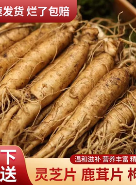 现挖鲜人参长白山人参山参东北鲜参林下山参新鲜人参泡酒新鲜山参