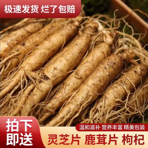 现挖现发长白山新鲜人参