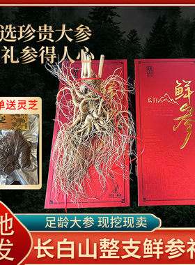 正宗长白山山参大个头人参整枝鲜参新鲜人参礼盒装林下参新鲜现挖