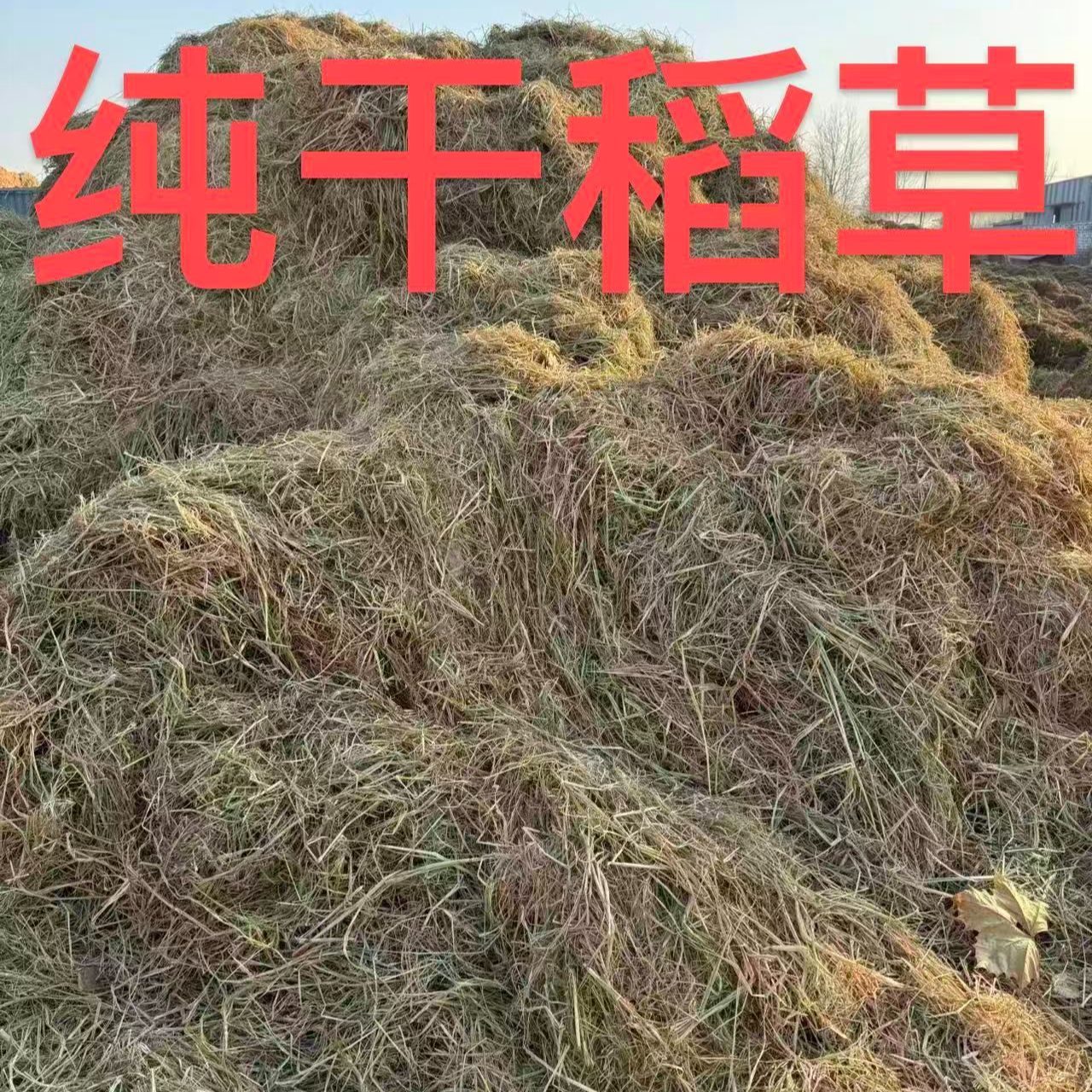 新天然干稻草秸秆干燥东北原产地