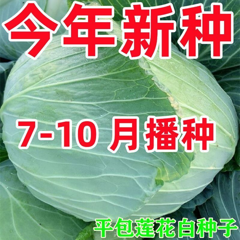 京丰一号甘蓝种子莲花白卷心菜种籽绿甘蓝包菜种子四季播蔬菜种子