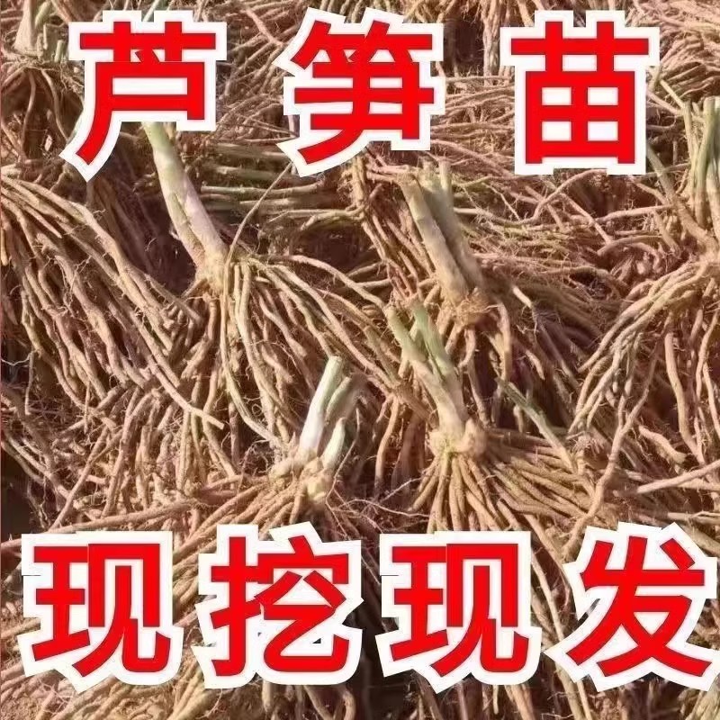 紫色芦笋根苗四季阳台盆栽地栽