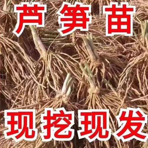 紫色芦笋根苗四季阳台盆栽地栽