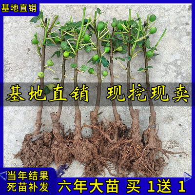 落叶无花果树苗基地直销现挖现卖