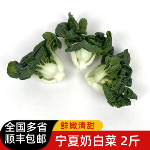 新鲜宁夏奶白菜2斤 矮脚奶白菜蔬菜 牛奶白菜 奶油白菜 顺丰包邮