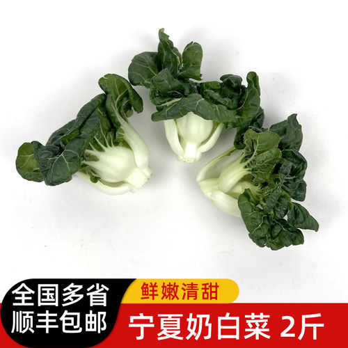 新鲜宁夏奶白菜2斤 矮脚奶白菜蔬菜 牛奶白菜 奶油白菜 顺丰包邮