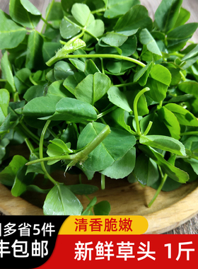 新鲜草头500g 上海本地农家三叶菜 新鲜蔬菜金花菜苜蓿草本地草头