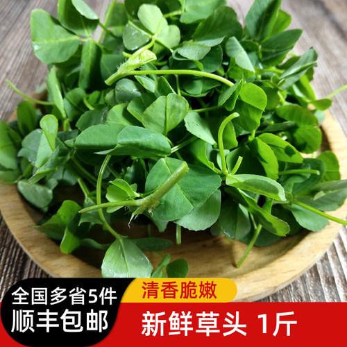 新鲜草头三叶菜蔬菜金花菜苜蓿