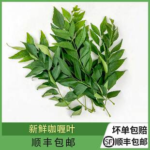 新鲜咖喱叶 100g 新鲜香料顺丰包邮