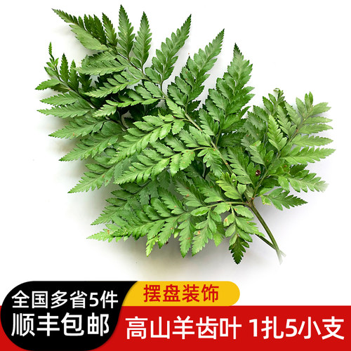 新鲜高山羊齿叶 杨子叶 芒叶5支 草叶蕨 酒店西餐摆盘装饰