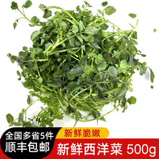新鲜西洋菜 豆瓣菜 凉菜 时鲜蔬菜 5件包邮