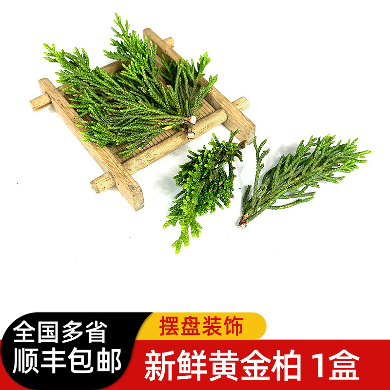 新鲜黄金柏20g/盒 酒店西餐日料烘焙花草摆盘装饰点缀 顺丰包邮