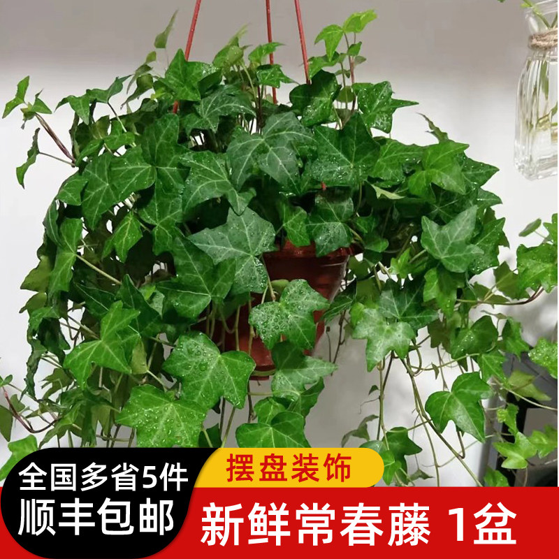 常春藤盆栽 好养植物长春藤垂吊兰吸甲醛水培爬藤挂常青藤绿植