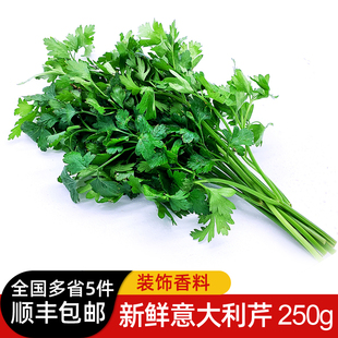 西餐食材 巴西里香料 欧芹香芹法国香菜 新鲜意大利芹250g