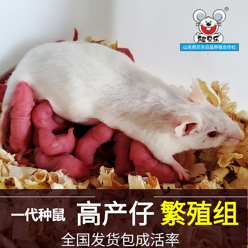 小白鼠繁殖组活体发货一公三母成体鼠 - 封面