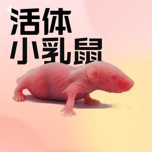 活体乳鼠无菌小白鼠食物猪鼻饲料守宫猫粮不包活红皮粉皮耗子