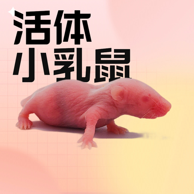 活体乳鼠爬宠角蛙粮爬贝乐