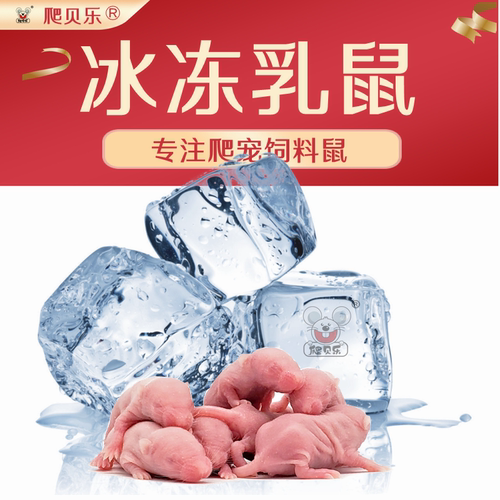 喂角蛙蛇爬虫无菌乳鼠爬贝乐