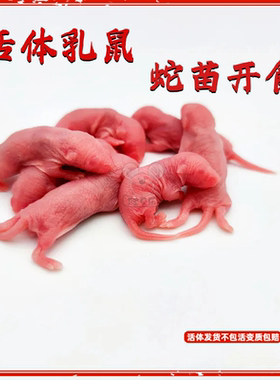 活体乳鼠喂玉米苗开食角蛙苗子猫饭小白鼠活饵爬宠饲料爬虫红粉
