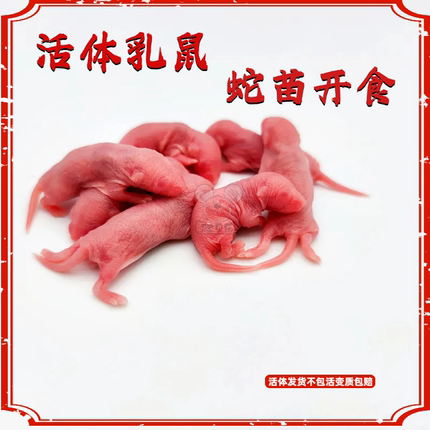 活体乳鼠喂玉米苗开食角蛙苗子猫饭小白鼠活饵爬宠饲料爬虫红粉