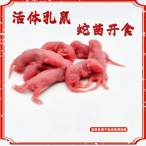 爬贝乐活饵乳鼠蛇苗开食角蛙饲料