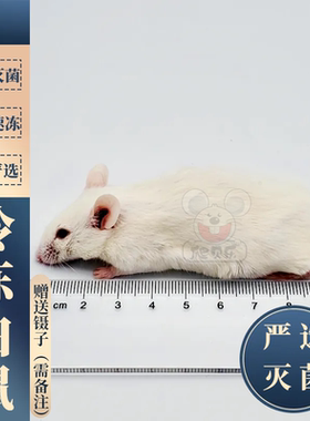 冷冰冻小白鼠喂成体蛇角蛙球蟒爬宠跳亚成耗子