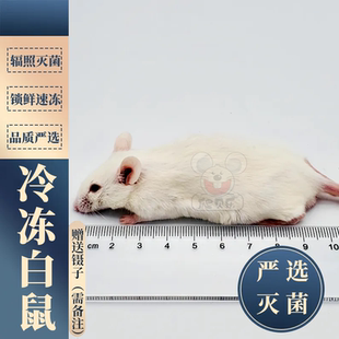 冷冰冻小白鼠喂成体蛇角蛙球蟒爬宠跳亚成耗子