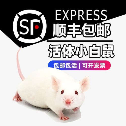 活体小白鼠顺丰包邮灭菌活体