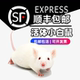 活体小白鼠喂角蛙灭菌饲料耗子小亚成跳跳包活老鼠 包邮 顺丰