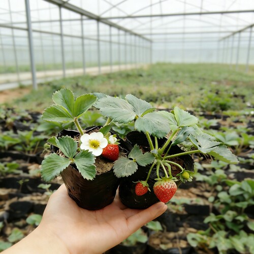 5盆四季开花结果常绿阳台草莓