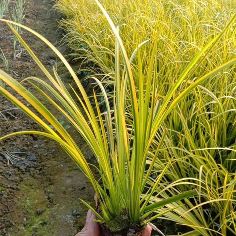 金叶石菖蒲苗空气净化湿地水地栽庭院环保植物工程绿化多年生草本