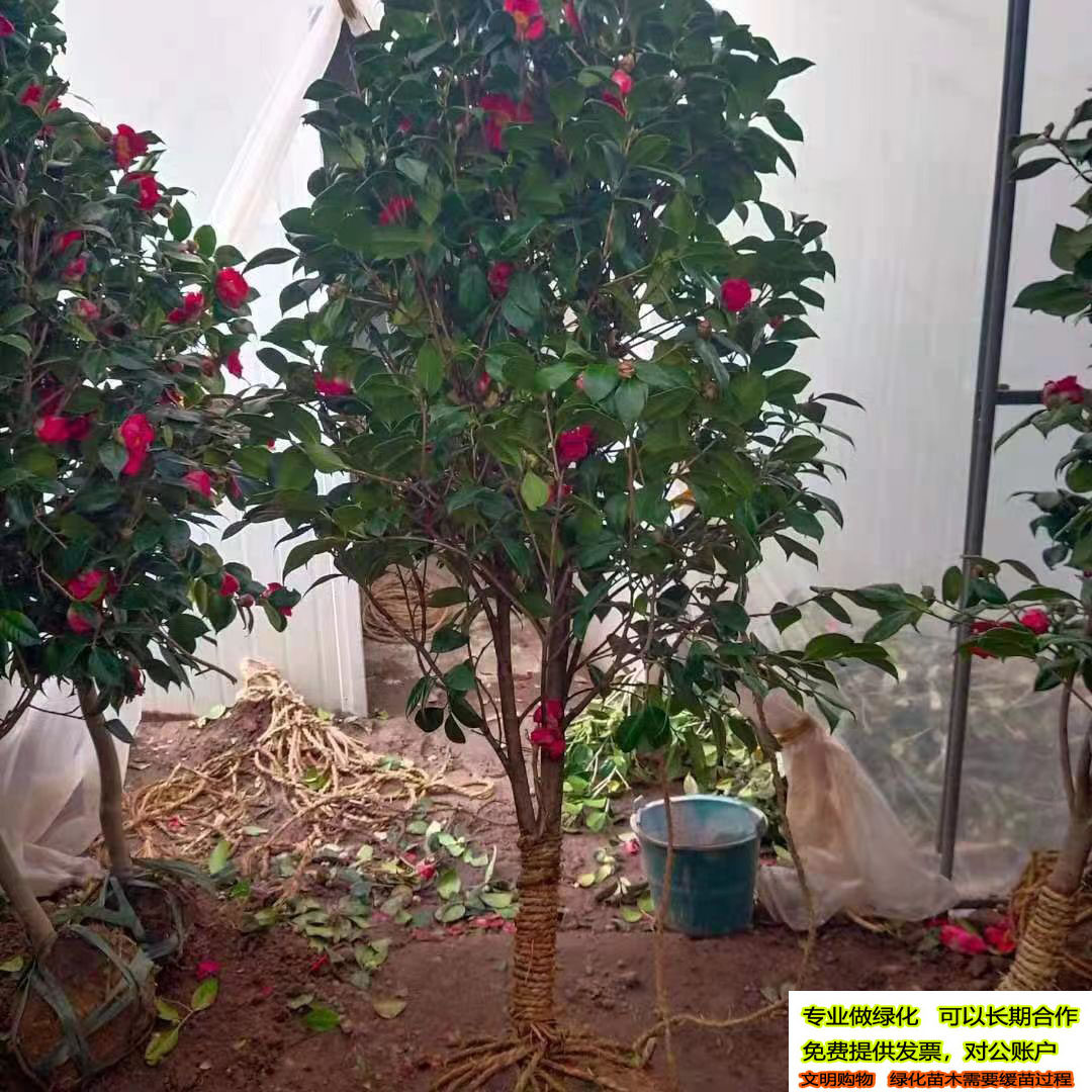 茶花树苗优美造型耐寒开花