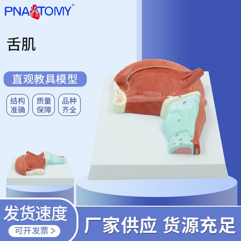 速发P学-口6 0腔肌肉舌肌解剖模型 医T教学 口腔教学模型