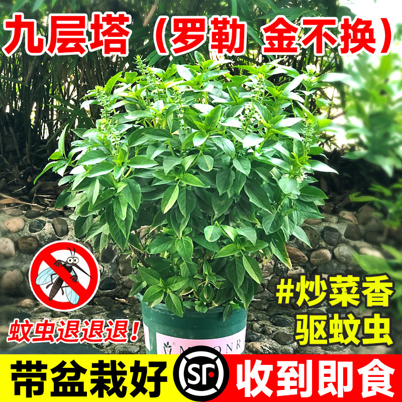速发九层塔盆栽可食料罗勒苗薄荷驱蚊植物室不庭院金内换迷迭香用