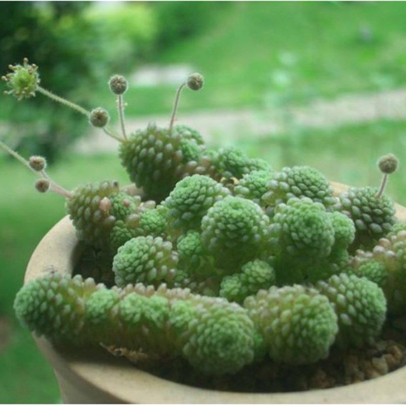 速发肉头瑞典魔植多肉南物云南多多组合好看盆栽肉肉植物
