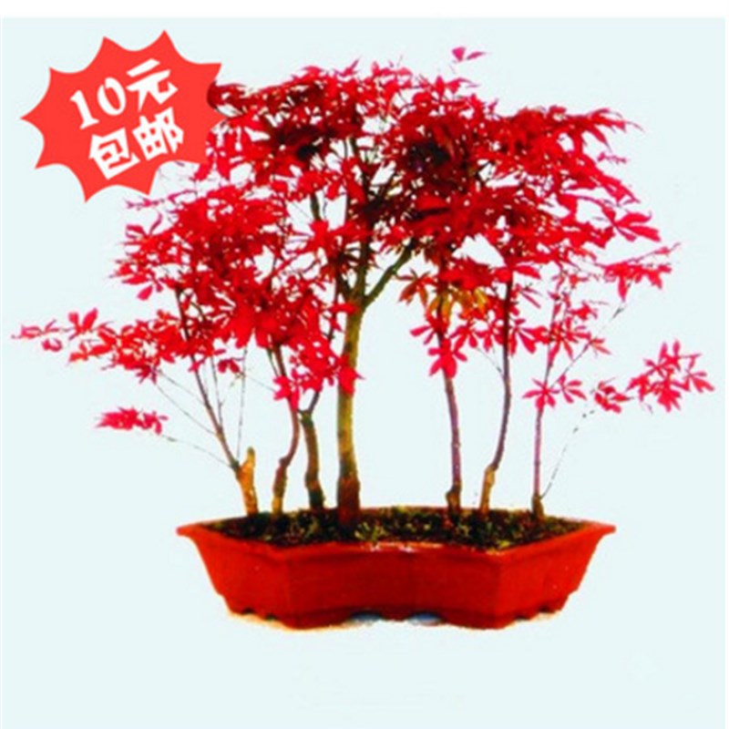 速发南天竹办公南内客竹盆栽花卉 室天厅 盆景红天竹 红天竺盆栽