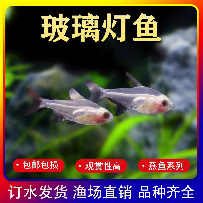 速发红肚鱼璃灯鱼缸小型观赏群游养鱼好玻易活淡水族灯科鱼苗,宠物/宠物食品及用品,鱼,淘宝优惠券,粉丝福利购,淘宝优惠卷