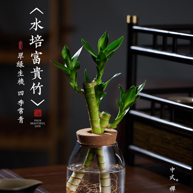 速发富贵竹水培植物客水办公室内桌面绿植盆栽招养发财树厅财竹子