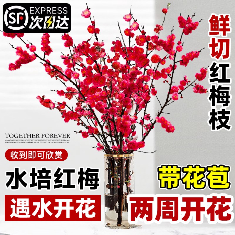 速发红梅干枝水培雪柳枝鲜带花苞卉植物室内水养桃花梅腊支花盆栽