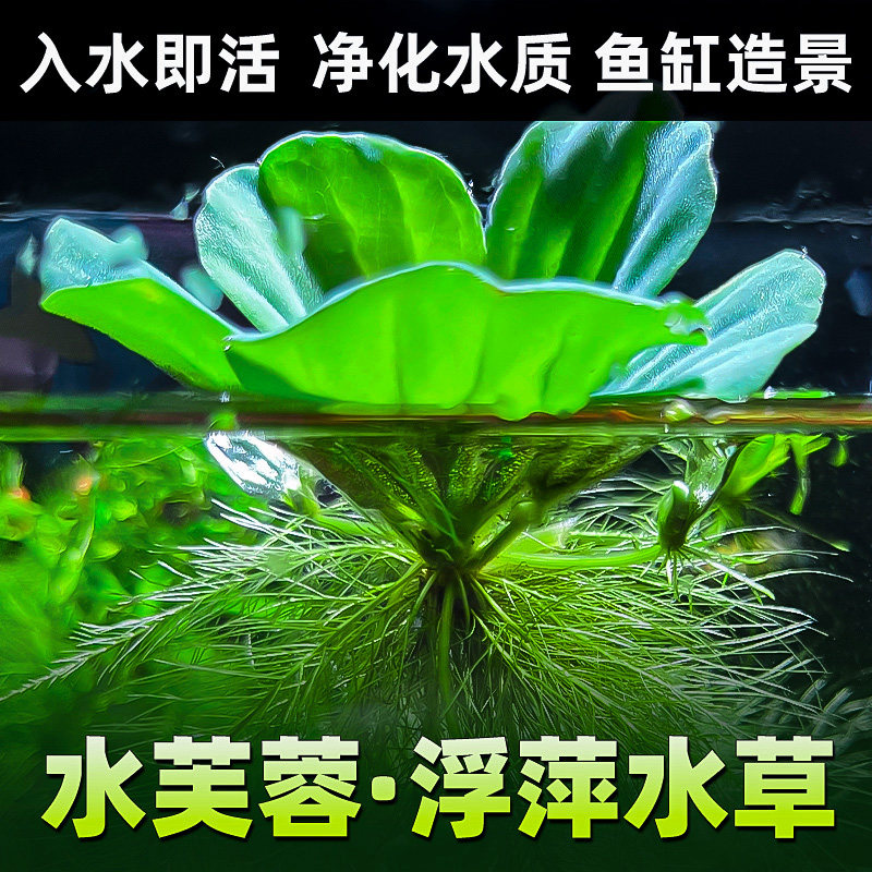 速发大号质芙蓉氧法养鱼增古植物水培造景水葫芦浮萍龟缸净化水水