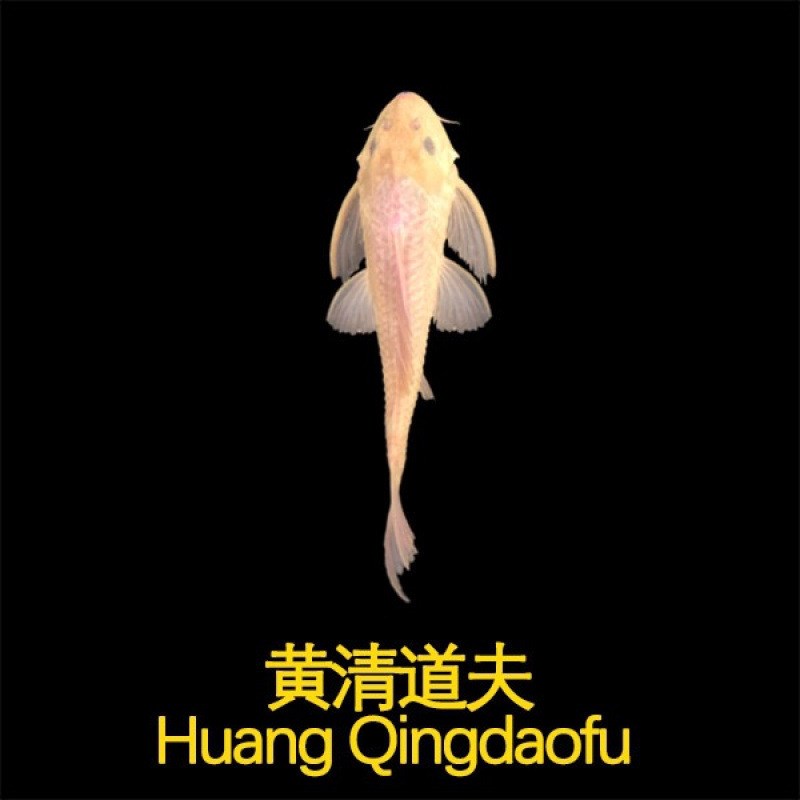 速发清道夫鱼缸清洁工鱼观赏水带淡水冷垃专吃热圾粪便清理藻类金