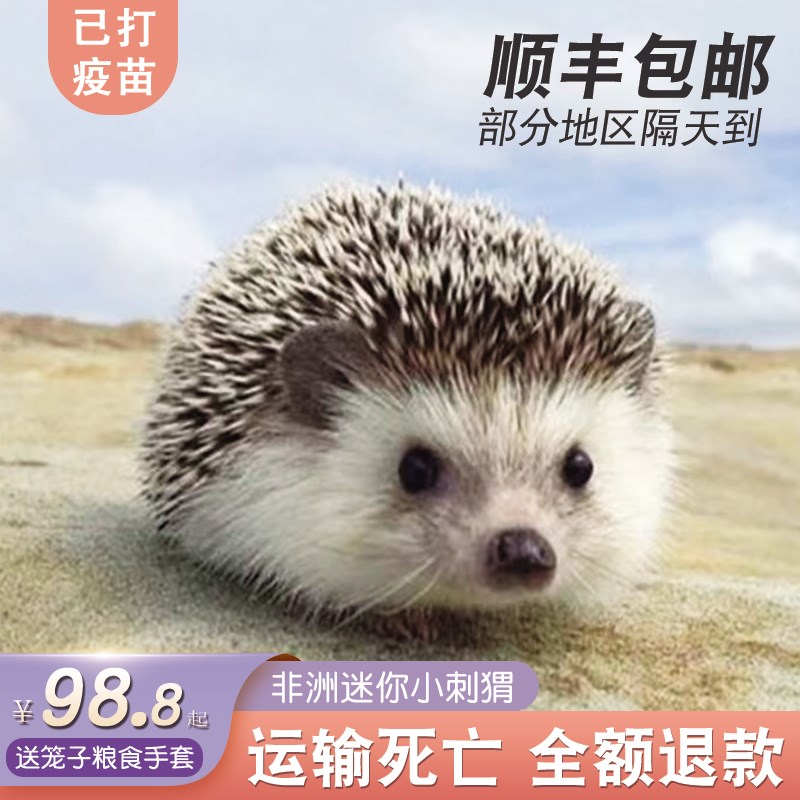 速发迷你刺猬活物已打非洲小幼种崽纯送笼子包健康