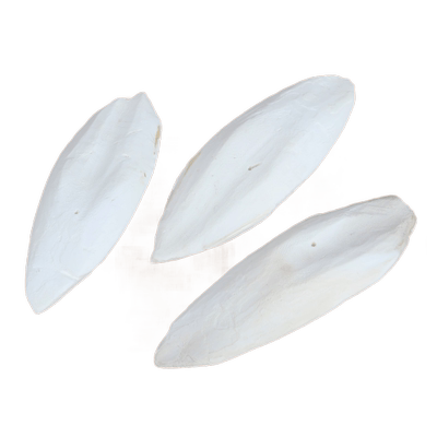 鹦鹉墨鱼骨牡丹鹦鹉海螵蛸玩具