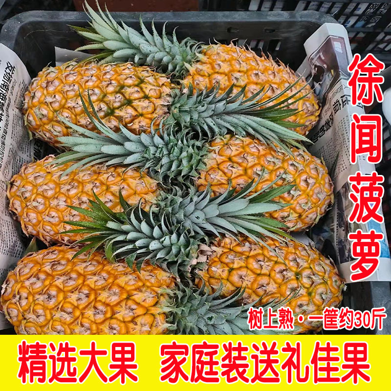 徐闻菠萝大果送礼品装整箱约30斤精品菠萝糖心香甜无渣非凤梨 水产肉类/新鲜蔬果/熟食 菠萝 原图主图