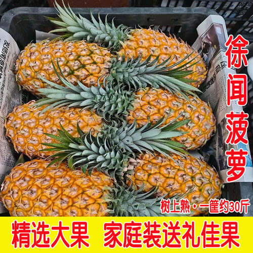 徐闻菠萝大果送礼品装整箱约30斤精品菠萝糖心香甜无渣非凤梨