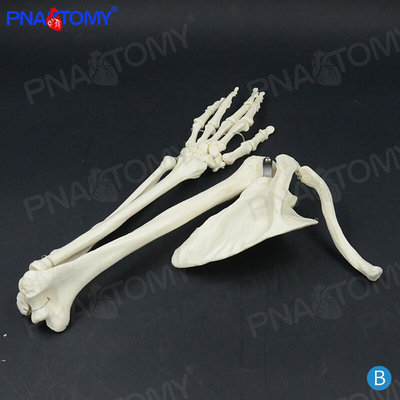 1：1上肢骨肩胛骨手臂骨锁骨上臂骨人体骨骼模型 正骨疼痛科